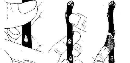 Техника обрезки деревьев. Дополнительные приемы