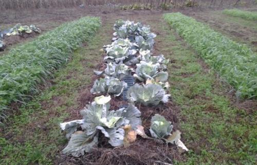 Какие сидераты посадить после картофеля осенью. Время посева