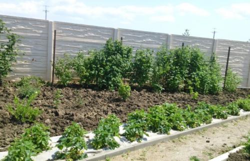 Какие сидераты посадить после картофеля осенью. Время посева