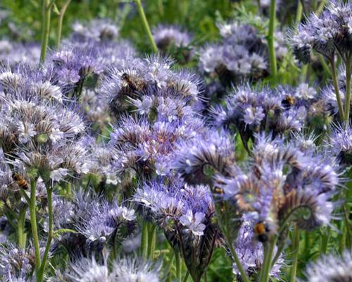 Какие сидераты посадить осенью. Какие сидераты сеять осенью