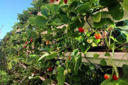 Грядки для клубники из досок. Как выбрать участок для посадки