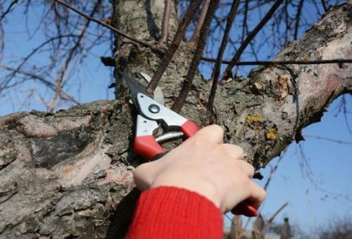 Обрезка яблони осенью для начинающих в картинках пошагово. Как и когда правильно обрезать яблоню осенью, схемы для начинающих с картинками