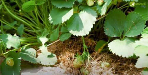 Как приготовить компост из травы быстро. Как сделать компост на даче своими руками: пошаговое описание 04