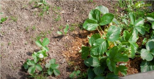 Как приготовить компост из травы быстро. Как сделать компост на даче своими руками: пошаговое описание 03