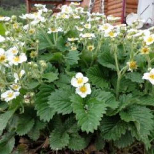 Как подготовить грядку под ремонтантную клубнику. Выращивание ремонтантной клубники в открытом грунте – вкусные ягоды все лето и до поздней осени!