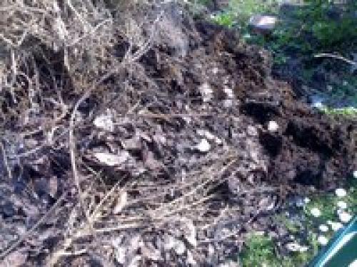 Компост из скошенной травы.