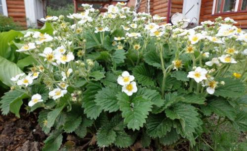 Как подготовить грядку под ремонтантную клубнику. Выращивание ремонтантной клубники в открытом грунте – вкусные ягоды все лето и до поздней осени!