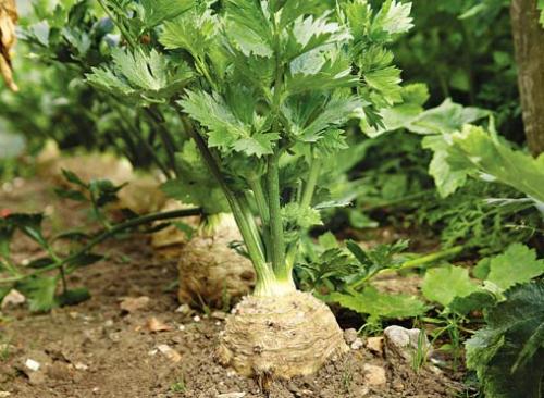 Подкормка корневого сельдерея. Как правильно выращивать сельдерей корневой из семян?
