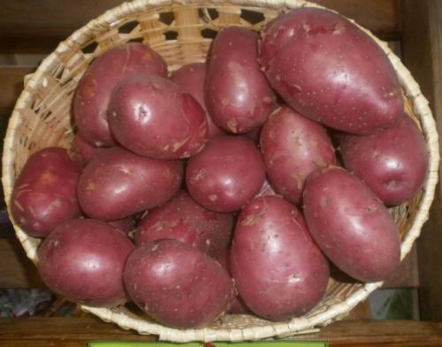 Какие сорта картофеля развариваются при варке. Название и описание картошки 05 Какие сорта картофеля развариваются при варке. Название и описание картошки 05