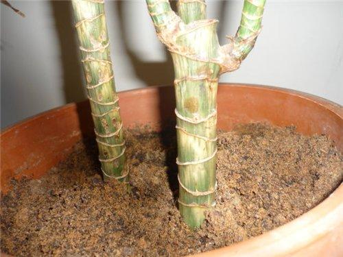 Сосна болеет после пересадки. Почему у сосны желтеют иголки?