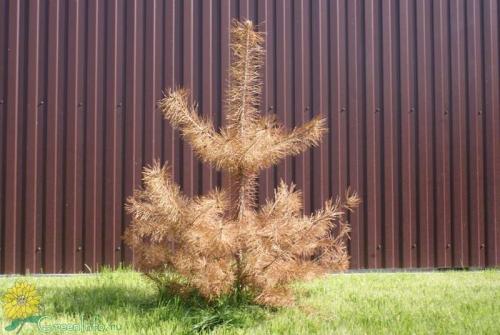 Сосна болеет после пересадки. Почему у сосны желтеют иголки?