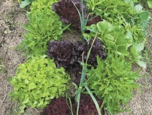 С чем сажать репу на одной грядке. Польза трав