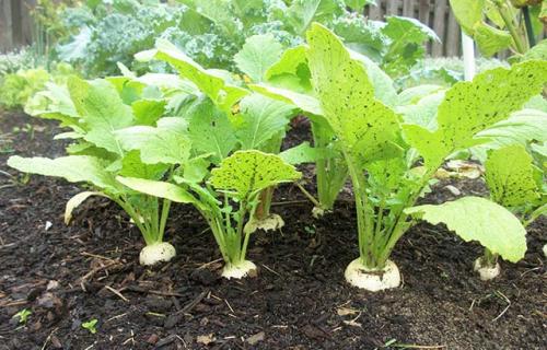 Чем подкормить репу. Как и чем удобрять репу