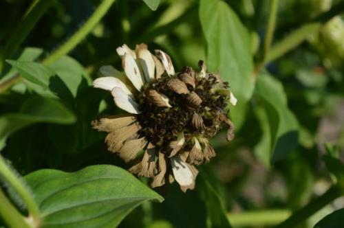 Заготовка семян из томатов. Способы заготовки семян помидор 07