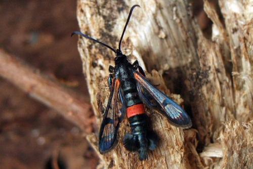 Препараты против стеклянницы. Упитанная и вредная