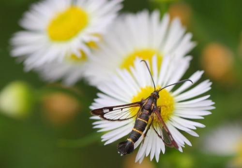 Препараты против стеклянницы. Упитанная и вредная