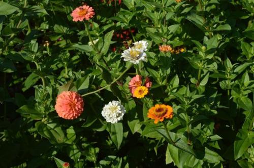 Заготовка семян из томатов. Способы заготовки семян помидор 06