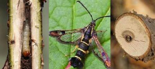 Препараты против стеклянницы. Упитанная и вредная