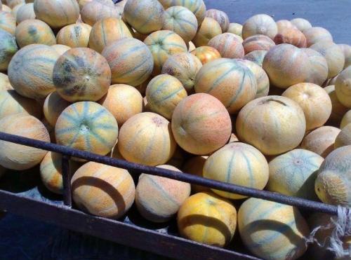 Сорта арбуза для Средней полосы. Сорта 04