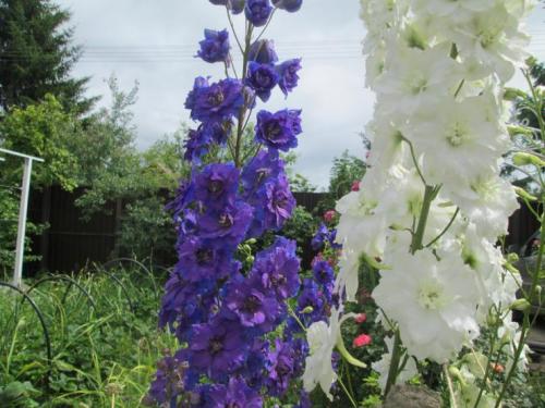 Заготовка семян из томатов. Способы заготовки семян помидор 09