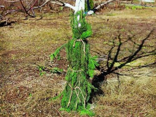 Как защитить молодые яблони зимой от мышей. Обмазка и опрыскивание, как способ сохранения целостности коры 03