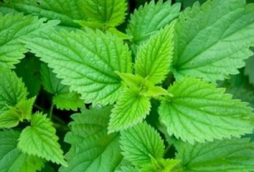 С чем сажать репу на одной грядке. Польза трав