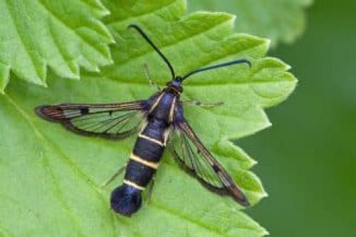 Насекомое стеклянница. Характеристика насекомого