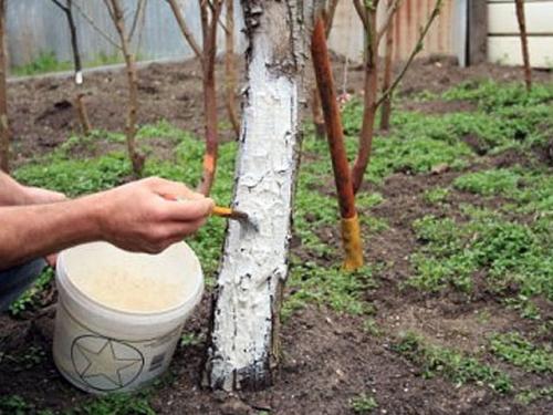 Как защитить молодые яблони зимой от мышей. Обмазка и опрыскивание, как способ сохранения целостности коры 06