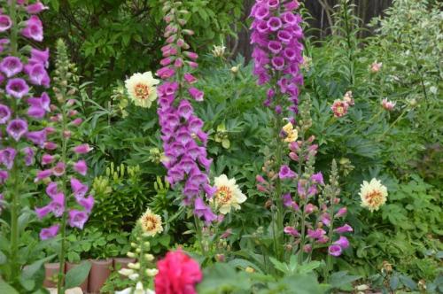 Заготовка семян из томатов. Способы заготовки семян помидор 08