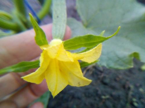 Почему огурцы горькие в открытом грунте. Почему огурцы горькие