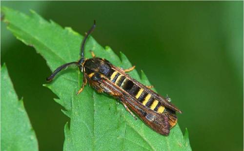 Препараты против стеклянницы. Упитанная и вредная