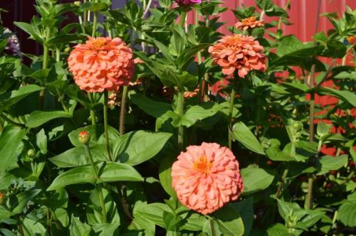 Заготовка семян из томатов. Способы заготовки семян помидор 10