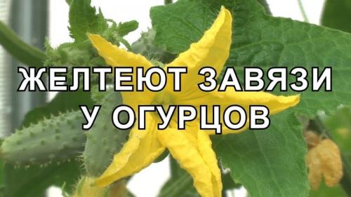 Почему вянут завязи огурцов. Что делать, если в теплице желтеют завязи огурцов