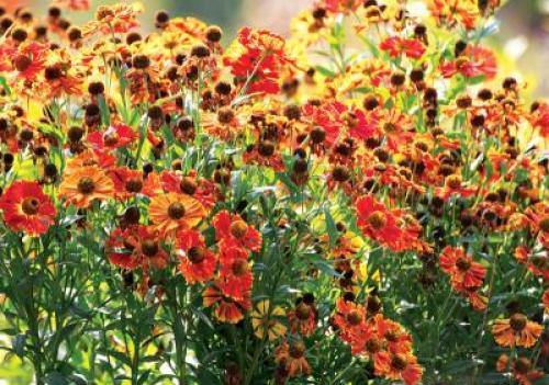 Какие деревья желтеют первыми осенью. Какие деревья желтеют первыми: рассказ для детей 08