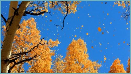 Какое дерево желтеет последним. Какое дерево желтеет первым осенью