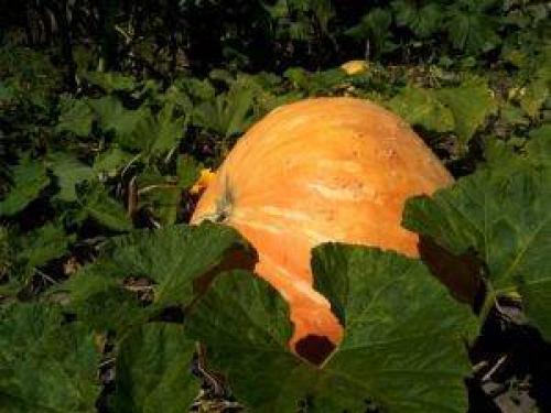 Когда убирать тыкву с грядки при какой температуре. Как понять, что тыква созрела и её пора убирать 07