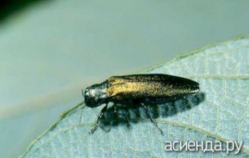 Смородинная узкотелая златка. Смородинная златка - вредоносная лакомка