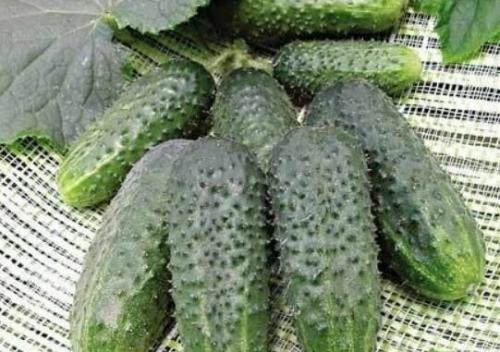 Лучшие сорта огурцов для открытого грунта самоопыляемые. Самоопыляемые сорта огурцов с пучковой завязью