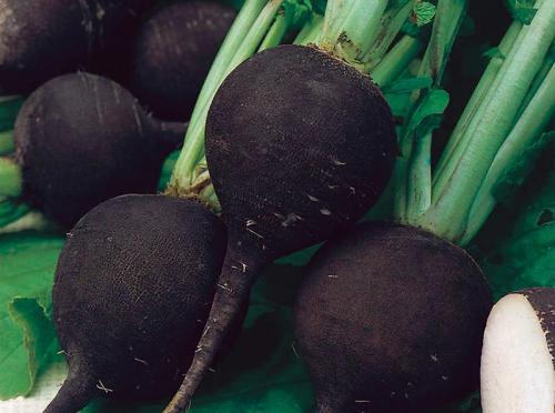 Когда убирать редьку черную. Какие сорта редьки подходят для хранения?