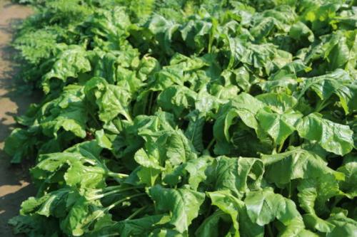 При какой температуре замерзает свекла на грядке. Овощи и осенние заморозки 07