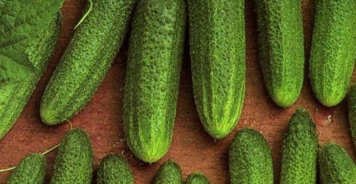 Лучшие сорта огурцов для открытого грунта самоопыляемые. Самоопыляемые сорта огурцов с пучковой завязью