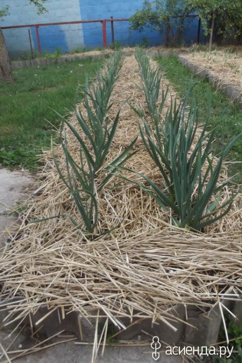 Ферментированные отруби своими руками. Бокаши. Быстрый способ ферментации.