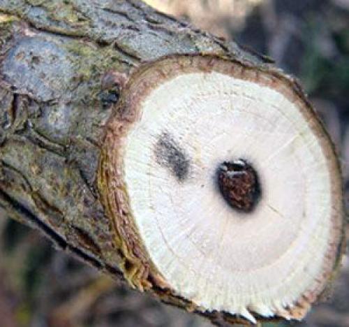 Болезнь смородины стеклянница. Описание стеклянницы, стадии развития, как бороться на каждой