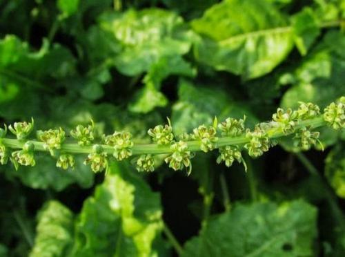 При какой температуре всходит свекла. Свекла: посадка и уход в открытом грунте весной