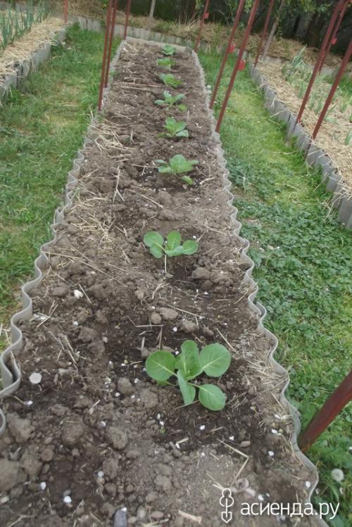 Ферментированные отруби своими руками. Бокаши. Быстрый способ ферментации.