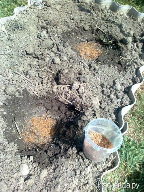 Ферментированные отруби своими руками. Бокаши. Быстрый способ ферментации.