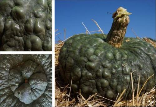 Редкие сорта тыквы. Навигация по записям