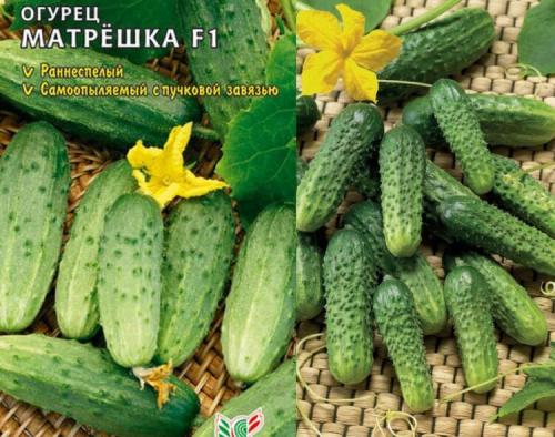 Болезнеустойчивые сорта огурцов для открытого грунта. Среднеранние и средние сорта огурцов, устойчивые к комплексу заболеваний 12 Болезнеустойчивые сорта огурцов для открытого грунта. Среднеранние и средние сорта огурцов, устойчивые к комплексу заболеваний 12