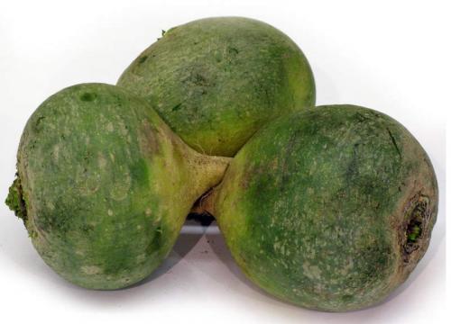 Когда убирать редьку черную. Какие сорта редьки подходят для хранения?