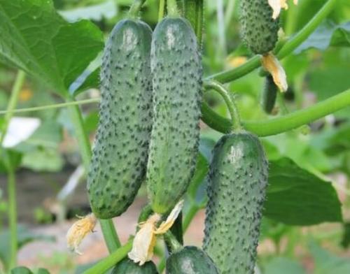 Лучшие сорта огурцов для открытого грунта самоопыляемые. Самоопыляемые сорта огурцов с пучковой завязью